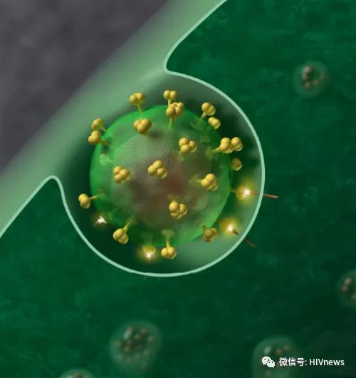 微信图片_HIV2.jpg