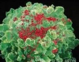 CD4到底是高好还是低好？多少才算正常？