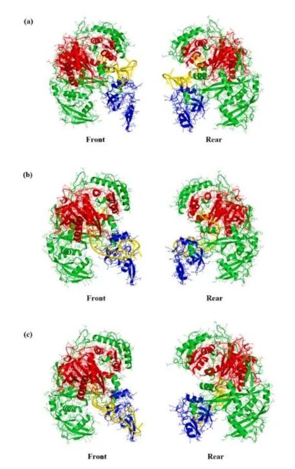 研究发现：新型siRNA筛选系统精准打击HIV耐药毒株，开辟治疗新途径